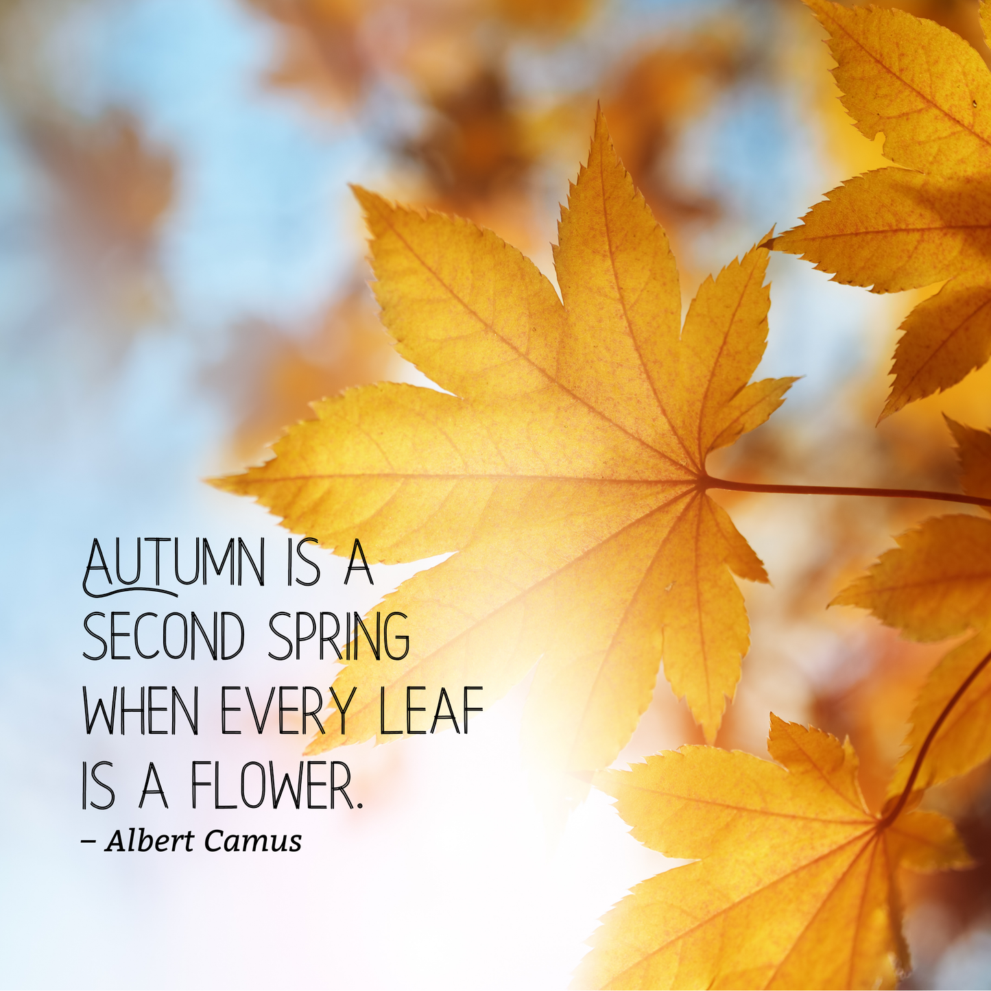 Seasons: Autumn and Winter